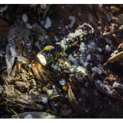 Latarka Partner C2 Magnet USB cold Armytek